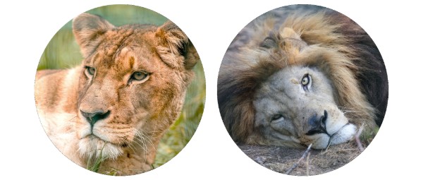 Photograph collage comparing two lions in circular portraits. Left circle shows alert lioness with tawny fur and green eyes; right circle shows resting male lion with thick dark mane.