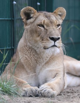 Photograph of a lioness lying on sandy ground near green grass and a metal fence. The lioness appears calm and alert, with detailed fur texture and focused eyes.