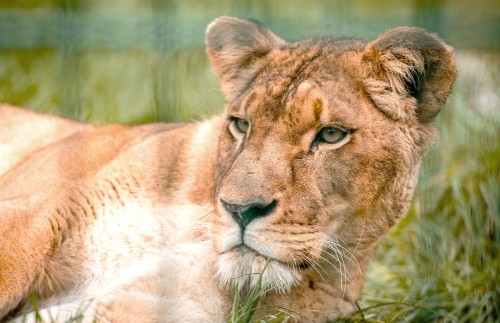 Photograph of a lioness lying on grass with a focused gaze. The close-up highlights her detailed facial features, including her eyes, ears, and whiskers, set against a blurred natural background.