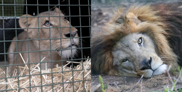Photograph showing two big cats side by side, labeled 