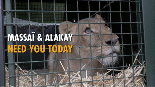 Photograph of a lioness behind a metal cage with hay on the floor, conveying a message of urgent need for help. Text overlay in white and orange reads 
