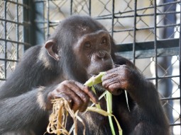A photo of a young chimpanzee eating leaves in a hospital pen