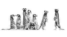 A detailed pencil drawing of a group of meerkats, standing and crouching together in a row