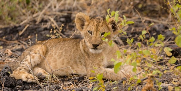 A photograph of a young lion cub lying on dry ground surrounded by sparse vegetation. The cub looks directly at the camera with a calm expression, highlighting its light brown fur and distinctive facial markings.