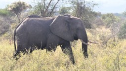 A wild elephant walking across a field of long grass with trees in the background
