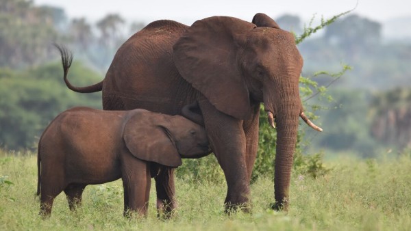 Photograph of an adult elephant nursing a baby elephant in a grassy savanna with blurred trees in the background. The adult elephant has large tusks and ears, while the baby is positioned close, suckling beneath the adult's head.