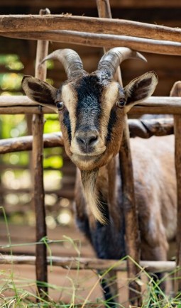 Photograph of a brown and black goat with curved horns standing behind a wooden fence. The goat's face is centered, showing detailed fur texture and a calm expression with green grass visible in the foreground.