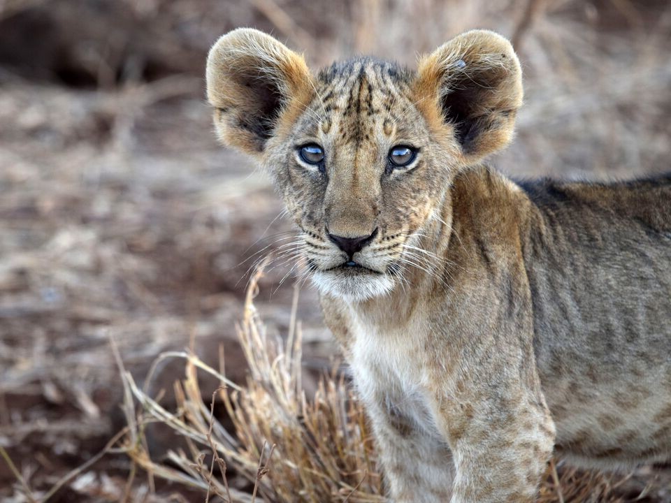 A wild lion cub standing in the long grass, looking directly at the camera