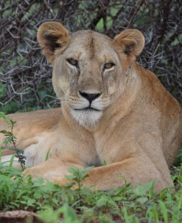 Photograph of a lioness lying on green grass with dense bushes in background. The lioness faces forward with a calm expression, showcasing light brown fur and prominent ears.