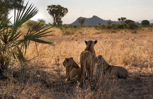 Photograph of three lions resting in dry grassland with sparse trees and a mountain in the background, capturing a natural wildlife scene. Lions are positioned with two lying down and one standing, highlighting their alertness and social behavior in a savanna environment.