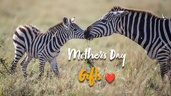 Photograph of an adult zebra and a foal touching noses in a grassy field, symbolizing a tender moment. Text overlay reads 