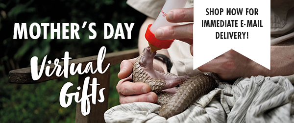 A pangolin being bottle-fed, text says 'Mother's Day Virtual Gifts - shop now for immediate e-mail delivery!'