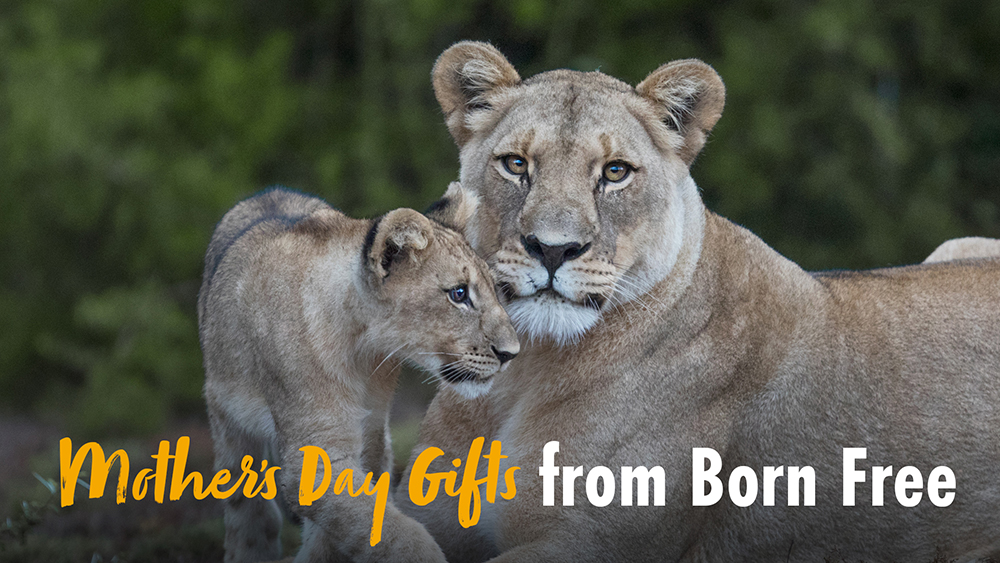 A lion cub rubs against it's mother's face, text reads Mother's Day Gifts from Born Free