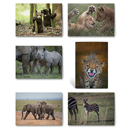 Six animal photos in a montage with bears, lions, elephants, zebra, a cheetah and a rhino