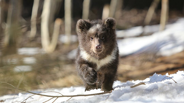 Brown bear cub walking through the snow
