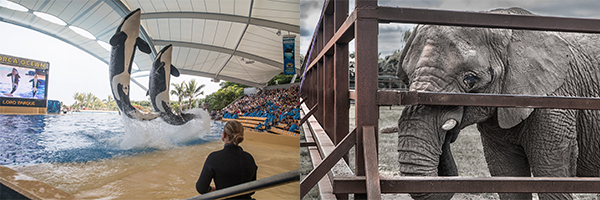 A split image of two orca leaping from a swimming pool on the left, and an elephant behind a metal fence on the right