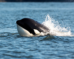 An orca's head breaching out of the ocean