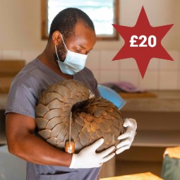 A photo of a man wearing a Vet uniform and face mask cradling a pangolin in his arms. There is a star in the top right corner with £20 in it.