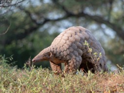 A photo of a wild pangolin walking through long grass with trees in the background 