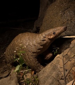 A pangolin in the dense, dark forest floor
