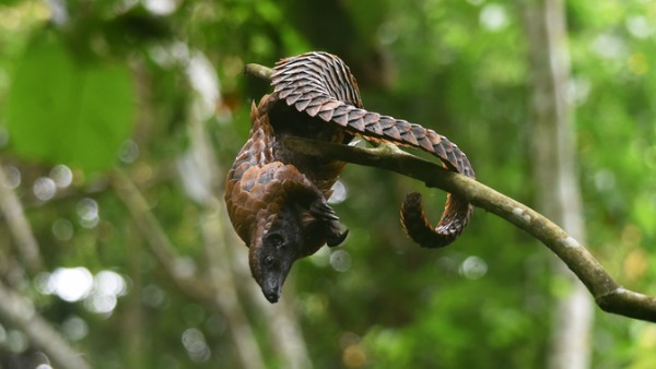 A photo of a pangolin dangling from a tree branch in a forest