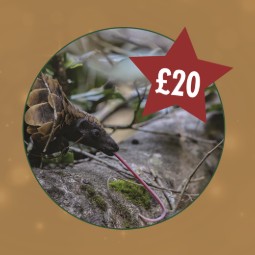 A photo of a pangolin sticking out a long tongue while crawling through the undergrowth. There is a star in the top right corner with £20 in it.
