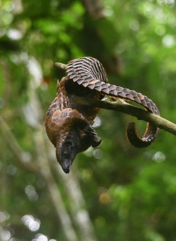A photo of a pangolin high up in the branches of a tree in the forest.
