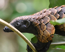Close up of the head of a pangolin