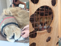 Photograph showing a close-up of a lion wearing a muzzle on the left side and a serval behind a wooden barrier with holes on the right side.