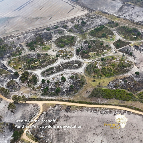 An arial image of Panthera sanctuary destroyed by fire