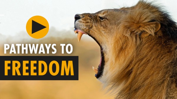 A photo of a roaring lion in profile. There is a 'play' button, and text: Pathways to Freedom overlaid.