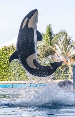 An orca leaping out a a pool as part of a performance at a marine park.