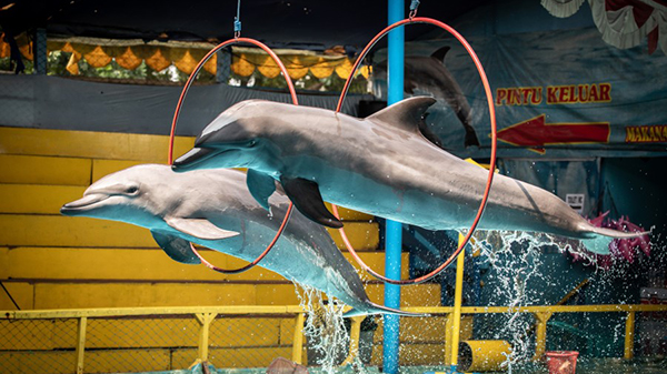 Two dolphins are leaping through red hoops at a dolphin show