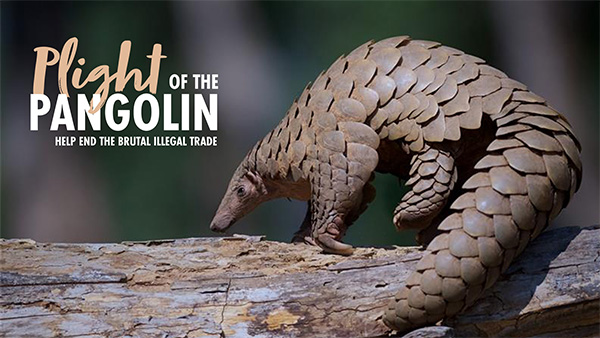 A picture of a pangolin walking along a tree trunk with a dark background. There is text overlaid which says: Plight of the Pangolin: Help End the Brutal Illegal Trade.