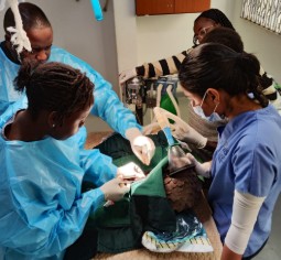 A photo of a team ove Veterinary professionals performing surgery of a pangolin which is sedated on the operating theatre.