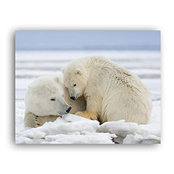 Image of two polar bears in the snow