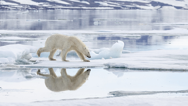 A polar bear walking across ice