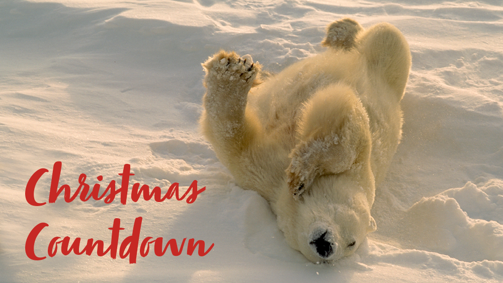 A polar bear rolling in the snow, text says 'Christmas Countdown'