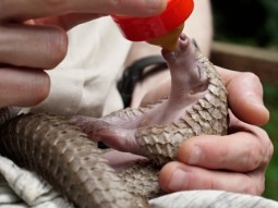 A photo of a tiny baby pangolin being bottle fed