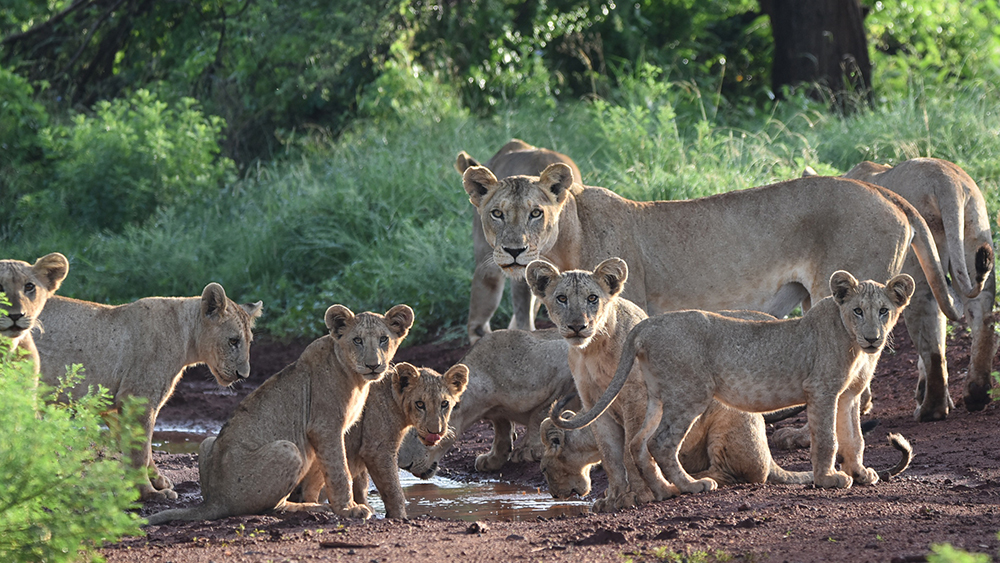 Photograph of a pride of lions gathered on muddy ground near a water source in a lush, green forested area. The group includes several lion cubs and adult lions, with some cubs sitting and others standing, showcasing social behavior and natural habitat.