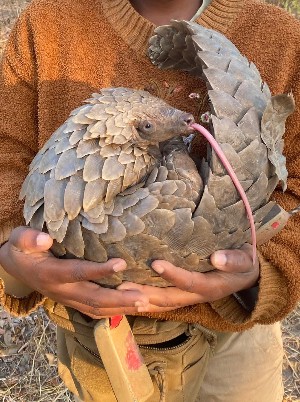 A close-up photo of a pangolin being held in a person's arms, curled up and with it's tongue out