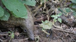 A pangolin crawling through bushy green undergrowth