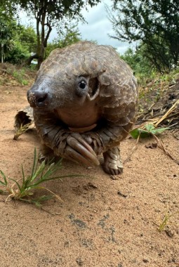 A photo of a pangolin standing on his back legs, looking at the camera, with a natural forest backdrop