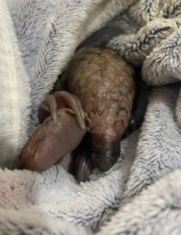 A photo of a tiny baby pangolin wrapped tightly in a blue towel, his head and hand poking out from under the covers