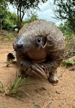 A photo of a young pangolin standing on its back feet claspint its front feet together and looking at the camera.