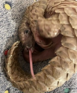A photo of a young pangolin lying on a blue blanket with his long tongue extended
