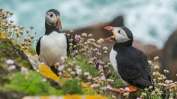 Two puffins sitting on a cliff edge with wild flowers surrounding them