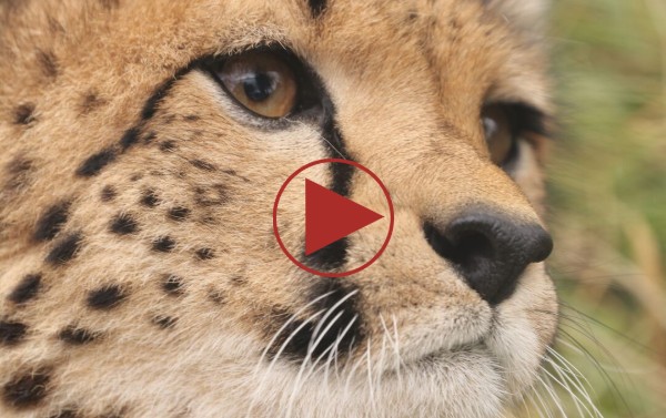 A close-up image of a cheetah's face with a video play button overlaid. Click to play!