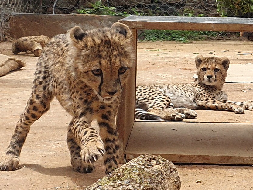 Two cheetah cubs playing