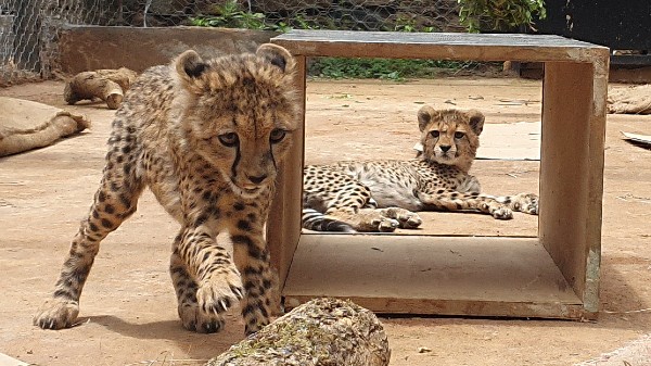 Cheetah Cub SOS